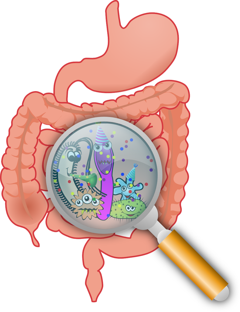 Anatomie bei Helicobacter Symptome Darm